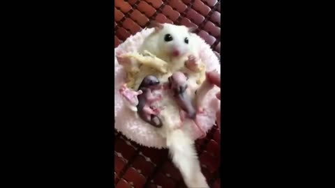 Cute Baby Animals Videos Compilation | Funny and Cute Moment of the Animals #3 - Cutest Animals 2023
