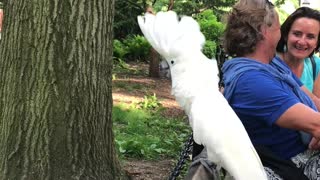 White Cockatoo Barks Like A Dog At The Dog Park