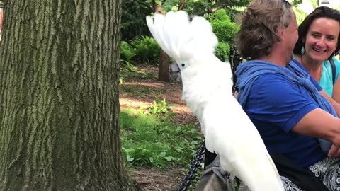 White Cockatoo Barks Like A Dog At The Dog Park