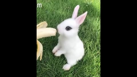 Rabbit eats radish