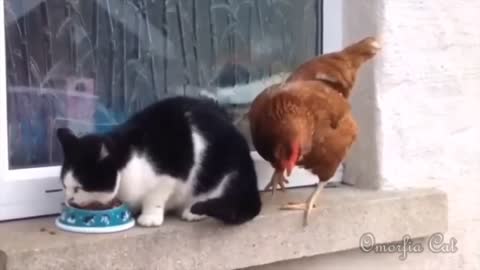 Cat vs Chicken funny [Revisited]