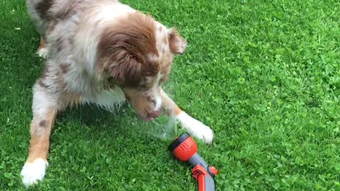 Aussie puppy just loves playing with the water hose