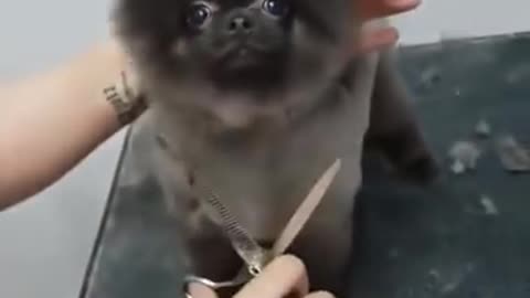 Puppy Dancing to Music While Getting a Haircut