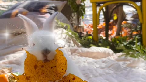 Bunny eats leafy