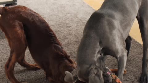 Dogs Playing With Toy on the Floor (5)