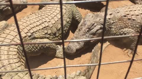 Crocodile eating Crocodile foot