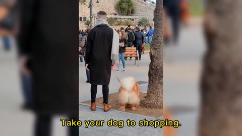 Take your dog to shopping.