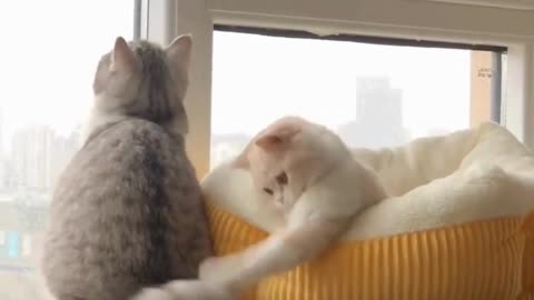 Cute And Funny Cats 😍😍😅😅 #viral #shorts #reels #cat #cats #pets