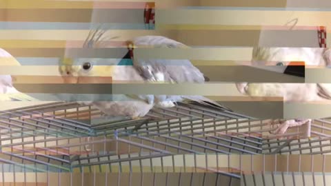 Does this cockatiel have paranormal powers? Vc fg