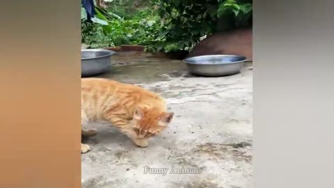Funniest Animals 2024 😻 Best Funny Cats and Dogs Videos