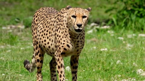 BEAUTIFUL LEOPARD AND ITS FOOTSTEPS