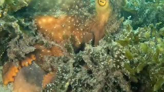 Mating a Maori Octopus Watch until the end!!!