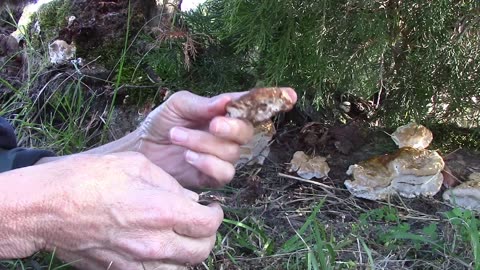 Artist's Conk Mushroom Uses