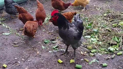 Jersey Giant Roosters & New Roosts