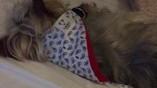 Fluffy grey small dog laying in bed sleeping growls every time owner pokes it