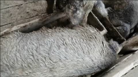 Have you seen such wool in the Hungarian mangalica? And a little about the constitution of the pig