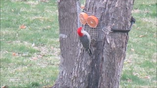 Woodpecker and orange