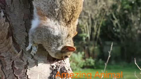 Excellent Video of Squiral Eating on a Tree