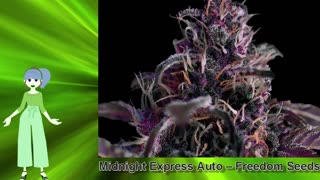Midnight Express Auto – Freedom Seeds