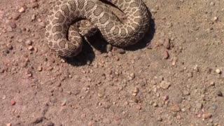 An Encounter With a Baby Massasauga Rattlesnake - Never Approach One