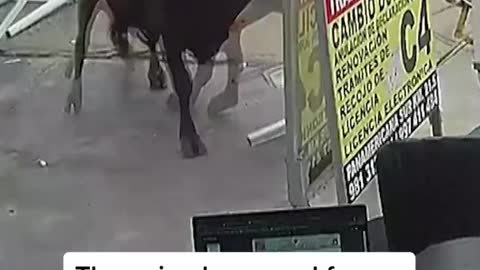 Runaway bull destroys shop in Peru, injures one person
