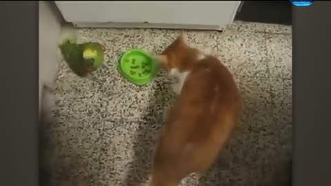 Cat and dog playing funny video full watch