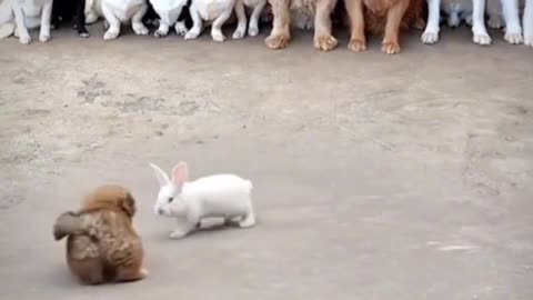 Dog Vs Rabbit