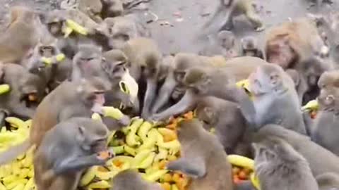Monkeys attack apple 🍎🍏 market