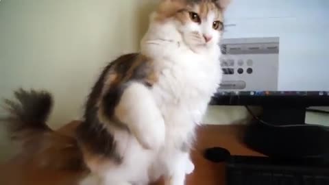 cat shows its kung fu funny jokes with cats1
