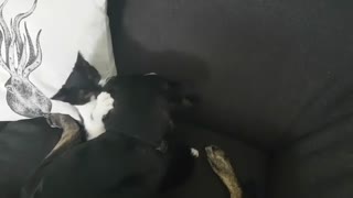 Small Caty Playing with Black Dogy