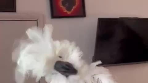 Funny parrot |cockatiel parrot | Funny birds | Funny animals