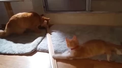 Funny Cat and Mini Cat 😂😺 strong fight