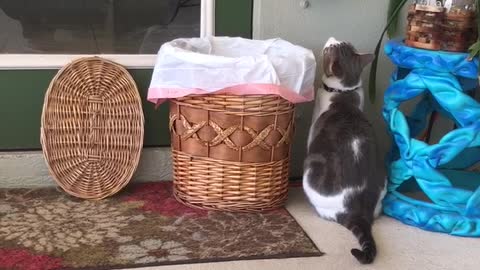 Cat In a Basket