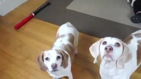 funny dogs. Watch what he does