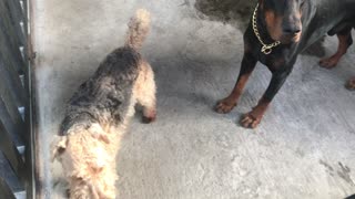 Welsh Terrier and Doberman Prepare for An adventure
