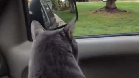 Scared cat says "we're going?