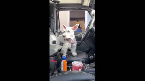 Guy pranks drive-thru window by replacing himself with doggy