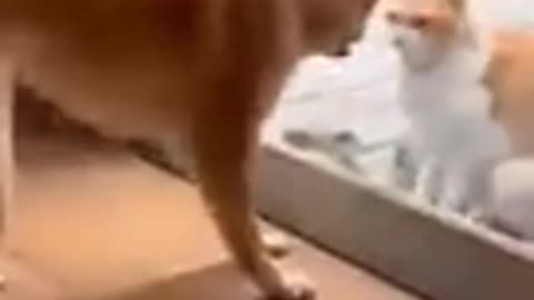 Funny moment for🐈 cat and 🐕dog 🤣😂🤣😂🥰🥰