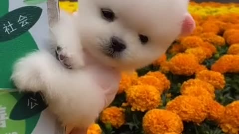 SO CUTE FUNNY PET