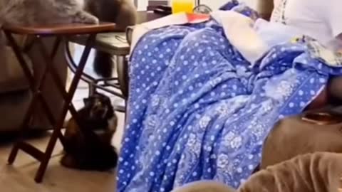 Cute Cat funny video / Cat 🐈 Tik Tok fanny video
