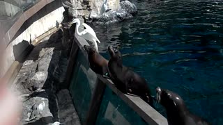 Screaming seal at sea world