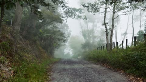 NEBLINA EN MEDIO DEL BOSQUE Y EN MI CAMINO