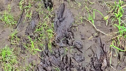 Animal tracks on the muddy riverbank / Tracks on the river.