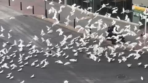 Flock of Pigeons Surround Lone Shopper