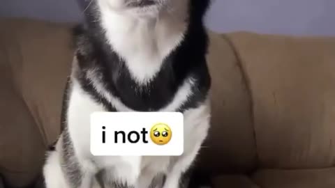 Telling to a husky he was adopted he take it too seriously