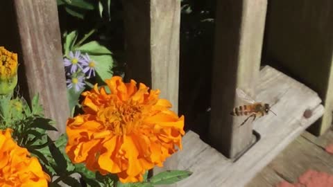Bee Enjoying Marigolds