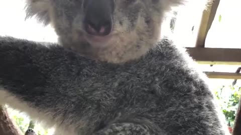 koala smiling towards the camera