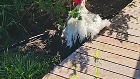 Rooster Pretends He's Dead
