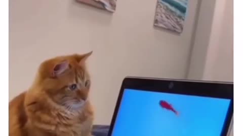 cat and the virtual fish