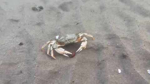 Cute crab under the water with baby Crabs around - you must to watch it 🙂